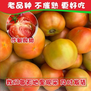 【顺丰包邮】农家露天种植自然熟西红柿新鲜可生吃番茄沙瓤西红柿