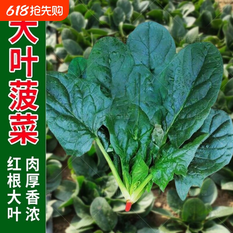 大叶菠菜种子四季蔬菜冬季籽种冬天种籽耐寒菜种盆栽波菜孑菜籽子