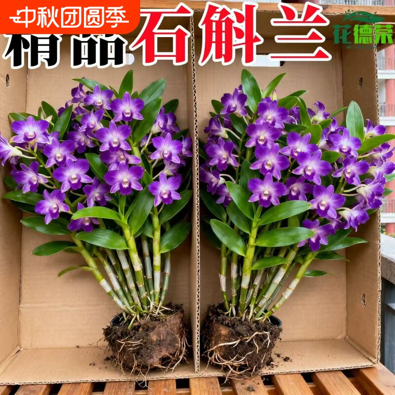 七彩石斛兰盆栽带花香水带花苞客厅绿植摆件鲜花水培植物开花大花图片