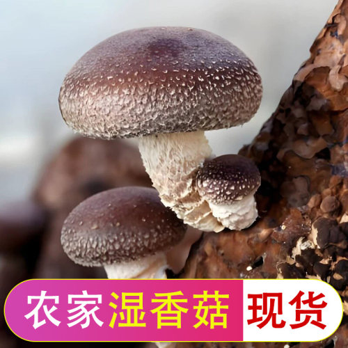 新鲜湿香菇现摘农家特产当季菌菇火锅菌子冬菇食用菌煲汤食材炒菜
