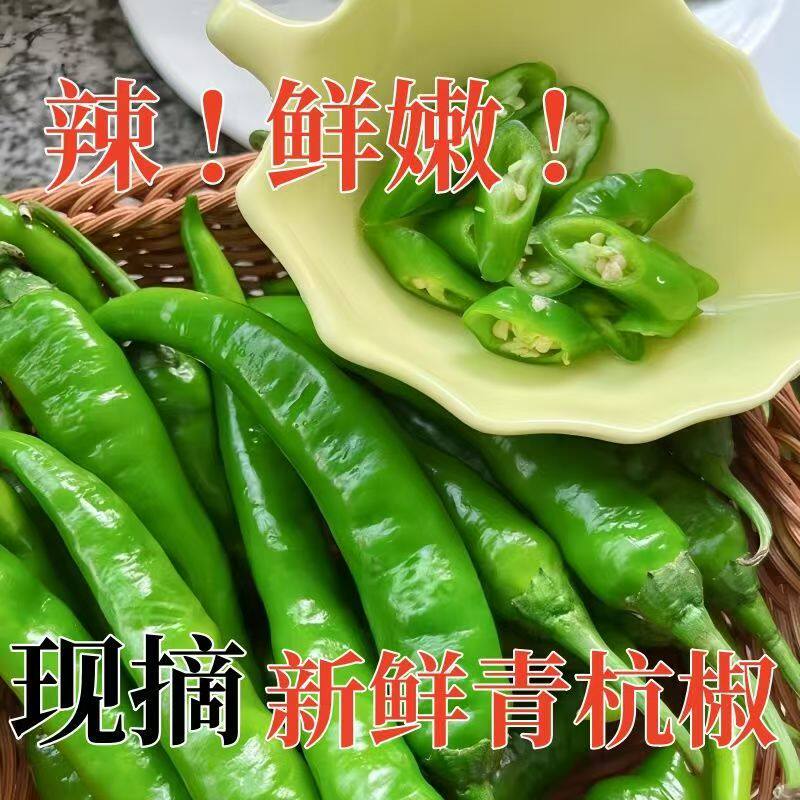 山东正宗杭椒新鲜自种青辣椒现摘薄皮尖椒当季时令蔬菜批发微辣