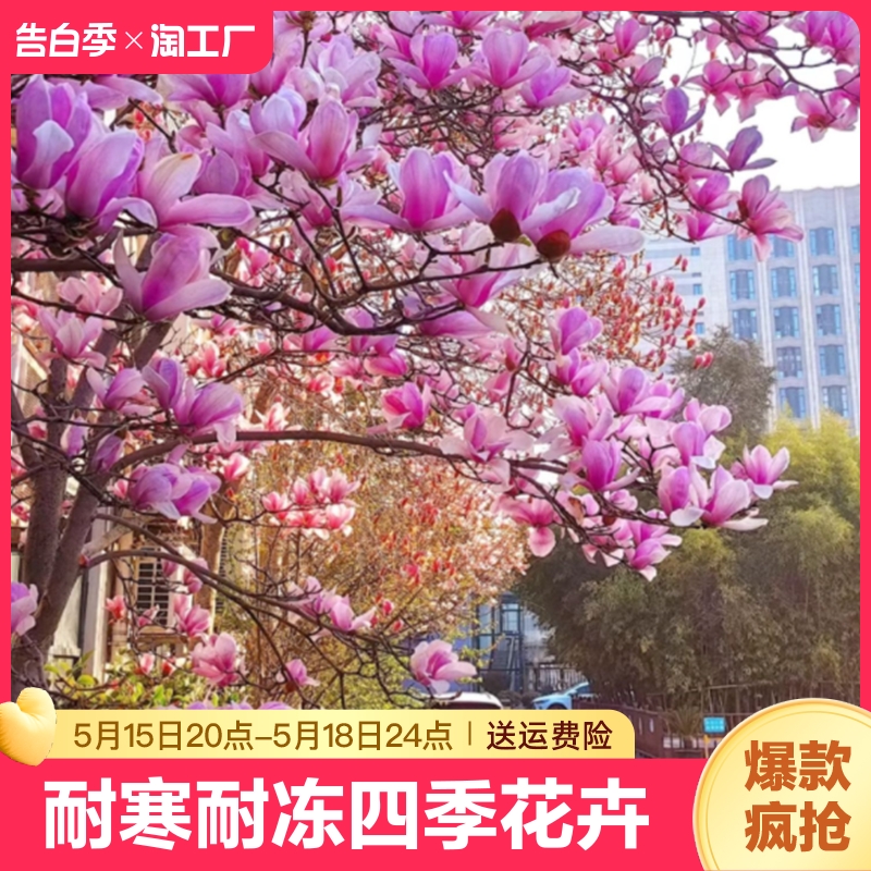 玉兰花树苗庭院风景大树耐冻四季花卉紫玉兰二乔黄白玉兰园林观赏 鲜花速递/花卉仿真/绿植园艺 行道树/乔木 原图主图