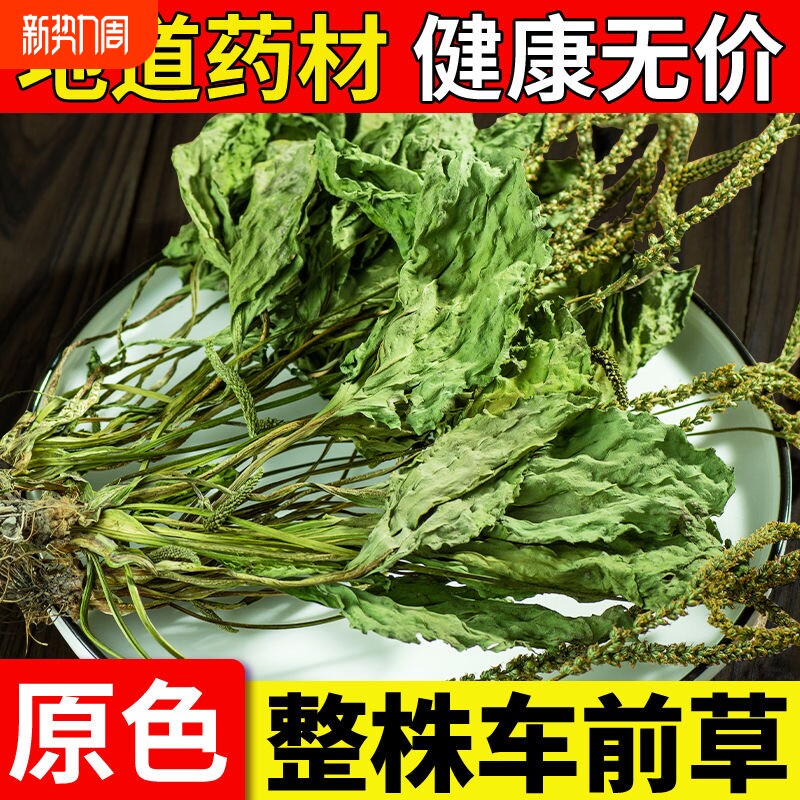 车前草野生新货干货正品整株官方旗舰店中药材夏枯草新鲜整棵干姜