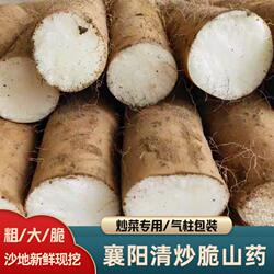 襄阳清炒脆山药涮火锅山药菜山药新鲜现挖九斤黄山药非铁棍山药