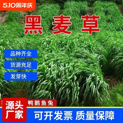 熠彤种子一年多次收割收获