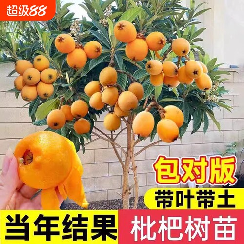 精品枇杷果树苗盆栽带土好养易活