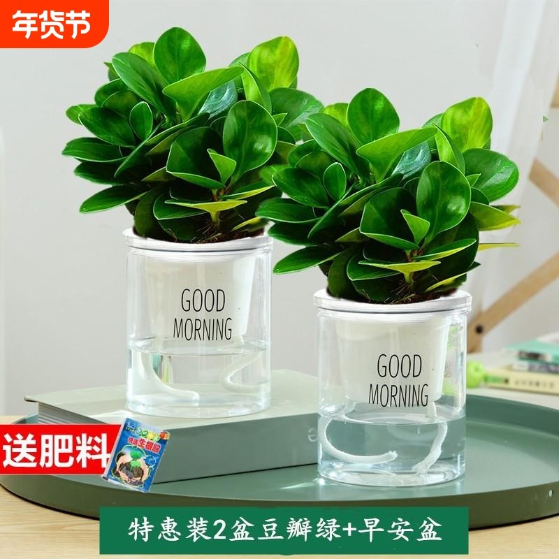 碧玉盆栽室内绿植盆景豆瓣绿客厅桌面四季常青净化空气办公桌阳台