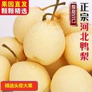 包邮 正宗河北鸭梨梨子新鲜脆甜当季 果园直发整箱