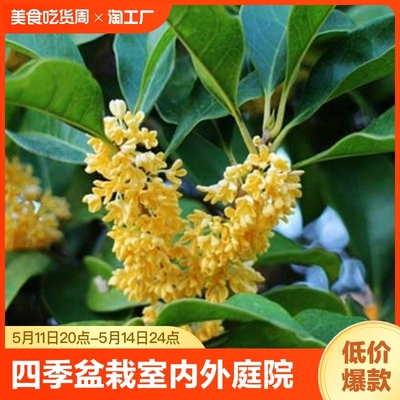 四季桂花树桂花树苗桂花苗盆栽庭院花卉绿植金桂丹桂沉香桂品种