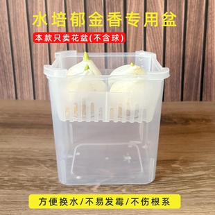 郁金香水培盆方形沥水篮透明养根盆洋水仙风信子培养皿换水方便盆