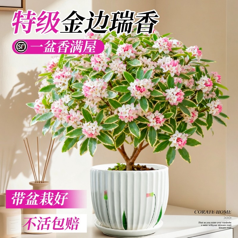 金边瑞香盆栽老桩年宵花带花苞山茶花卉盆景阳台绿植物四季好养活