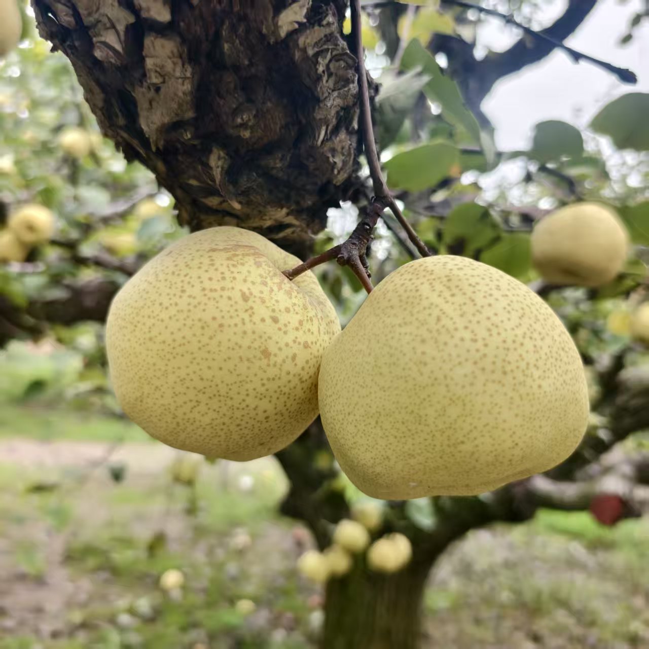 正宗砀山老梨树酥梨新鲜采摘酥脆多汁薄皮