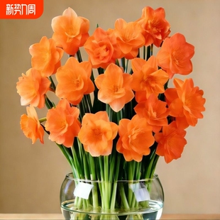 开花年宵花水培客厅阳台 重瓣水仙盆栽花卉夜来香耐寒四季 冬季 爆款