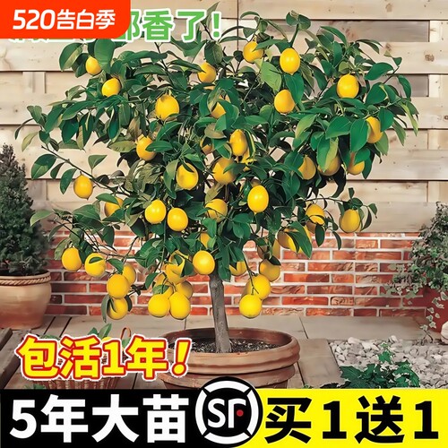 香水柠檬树苗盆栽|超1000次加购