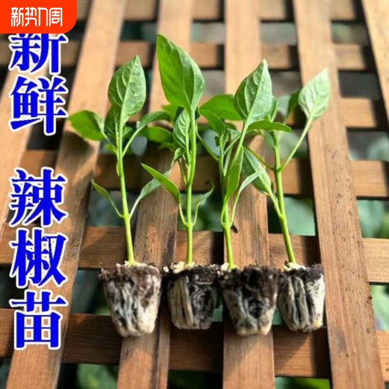 高产大牛角椒苗辣椒秧苗牛角尖椒蔬菜苗羊角辣椒微辣辣椒秧苗