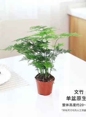文竹盆栽室内绿植植物大型盆景净化空气四季常青花卉苗好养客厅