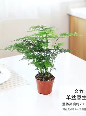 文竹盆栽净化空气|千人回购