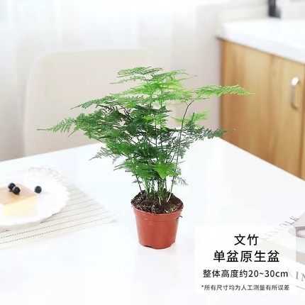 文竹盆栽室内绿植植物大型盆景净化空气四季常青花卉苗好养客厅