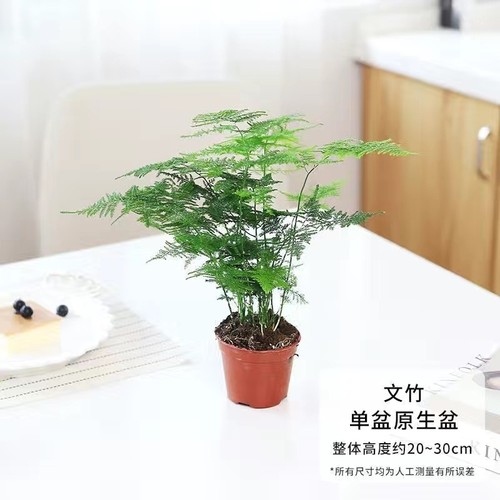 文竹室内绿植盆栽|超1000次加购