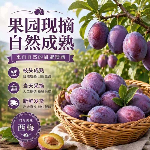 正宗女神大西梅新鲜孕妇水果当季应季现摘西梅鲜果大果法兰西整箱