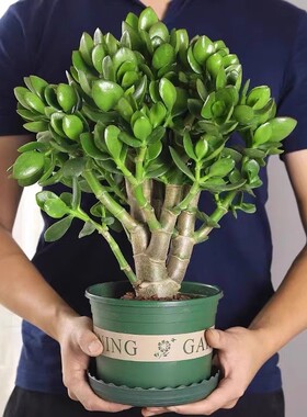 精品玉树盆栽老桩超大颗多肉植物发财树盆栽室内好养花卉多规格