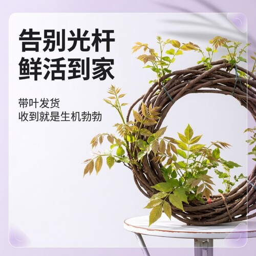 紫藤花苗四季爬藤植物大苗长穗紫藤萝花老桩大树苗盆栽四季开花卉