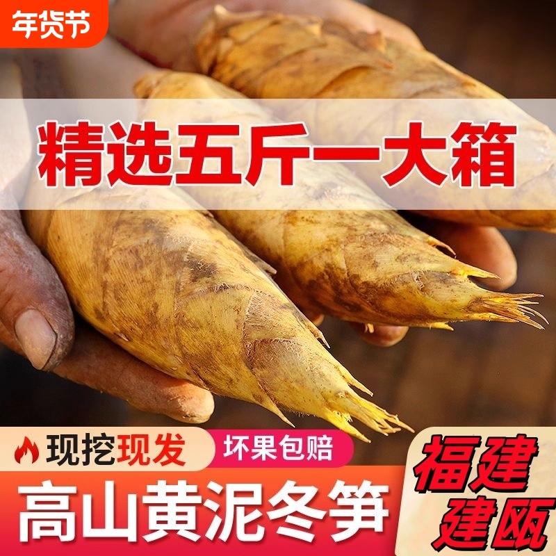 现挖新鲜冬笋福建农家高山黄泥笋大楠竹笋去老根时令生鲜蔬菜包邮