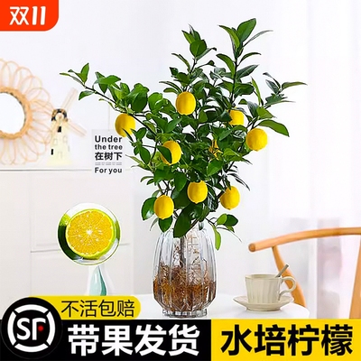 水培香水柠檬树带果室内好养易活