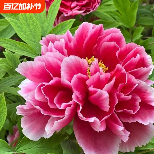 芍药花苗重瓣带芽大花抗寒易活盆栽根块菏泽四季花卉室内庭院植物