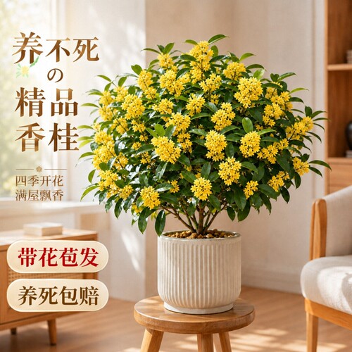 四季桂花盆栽树苗丹金桂室内阳台好养花卉绿植物银桂区别高级感