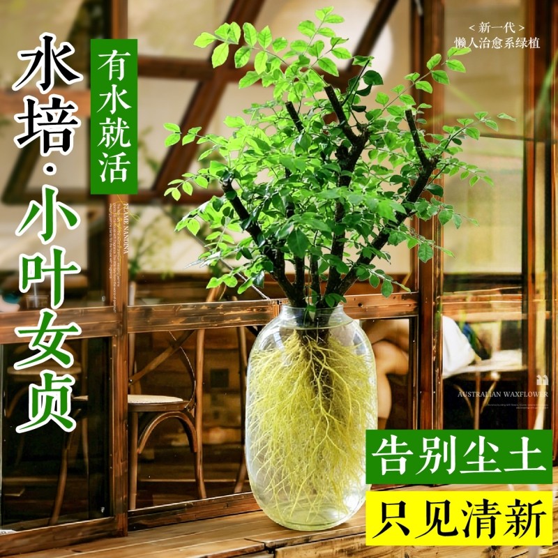 小叶女贞水培植物鲜切枝办公室花卉老桩造型绿植四季好养招财耐阴