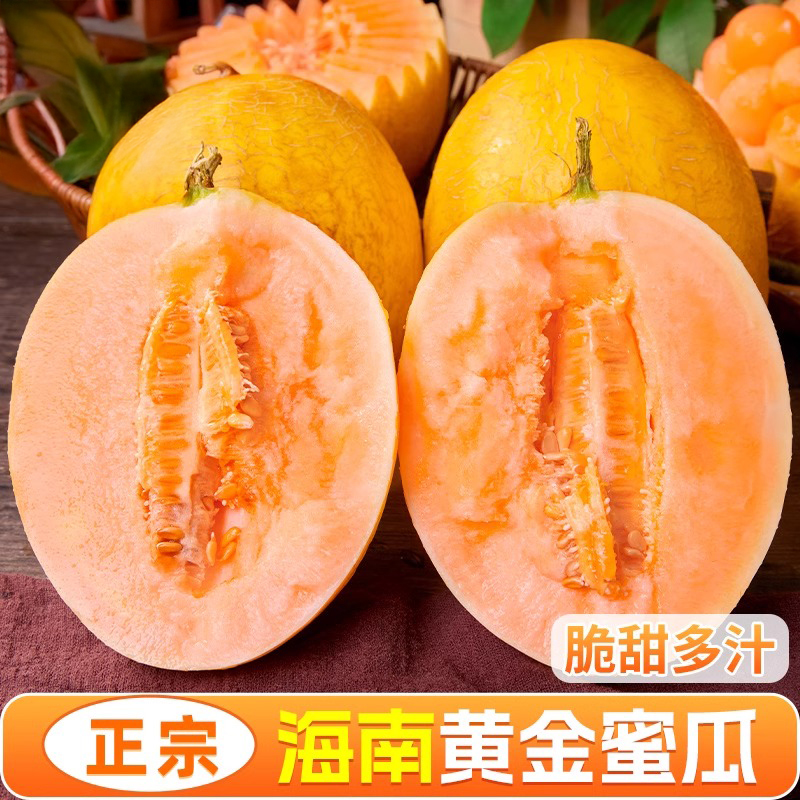 海南金色年华哈密瓜新鲜采摘
