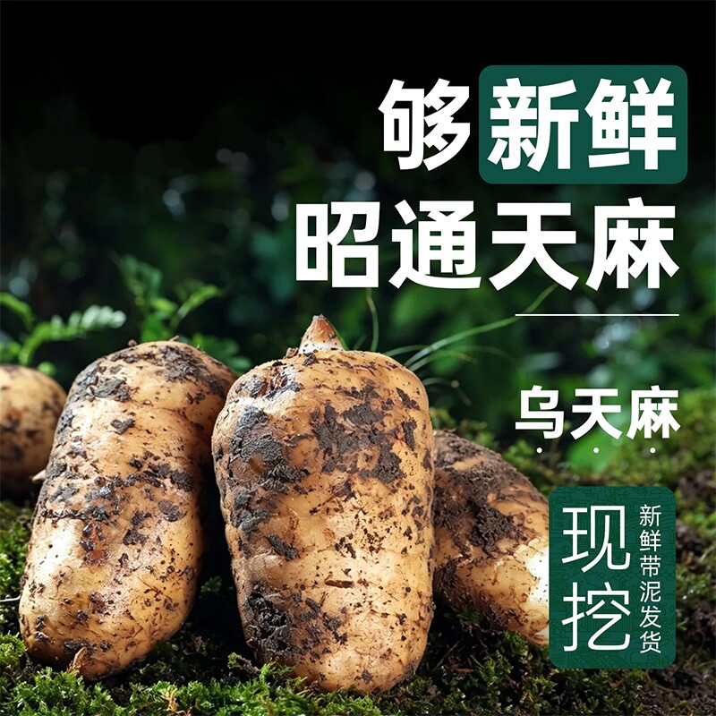 新货鲜天麻正品手工小草坝乌天麻冬麻深山现挖天麻湿正宗云南昭通