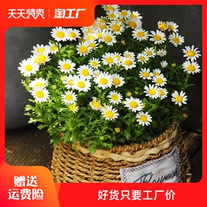 花种籽洋甘菊小雏菊种子四季种植易活易开花盆栽太阳花室内外庭院