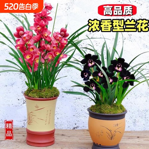 盆栽兰花四季开花客厅阳台浓香