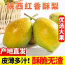 陕西红香酥梨新鲜水果梨子应当季 梨汁酥脆膏 时令砀山脆甜青雪现季