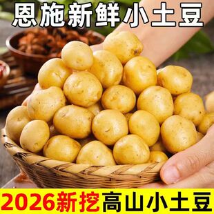 蔬菜正宗土家特产恩施洋芋迷你马铃薯 当季 小土豆新鲜黄心10斤 包邮