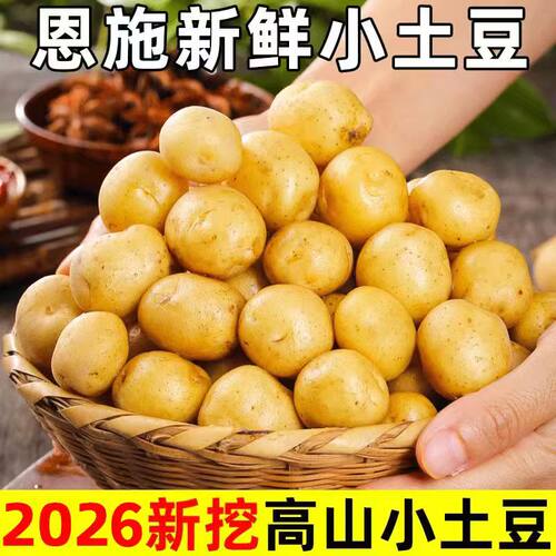 小土豆新鲜黄心当季蔬菜