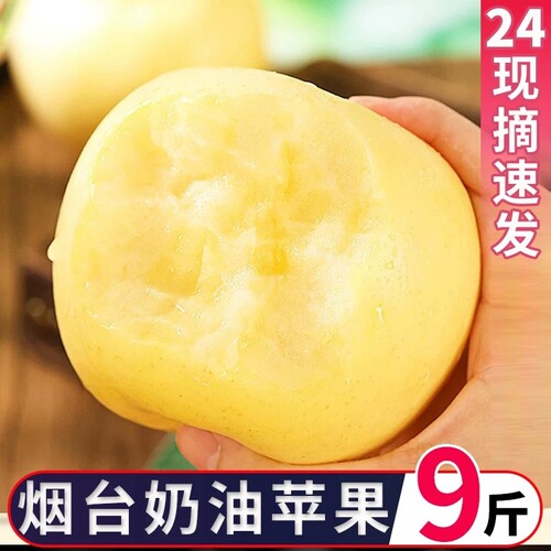 山东烟台黄金奶油富士苹果当季特级正宗栖霞水果新鲜现摘整箱包邮