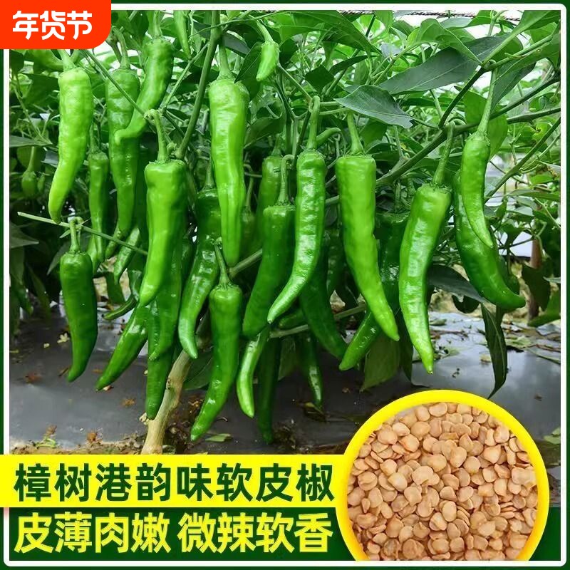 正宗樟树港辣椒种子羊角土辣椒孑特产牛角椒湖南微中辣椒