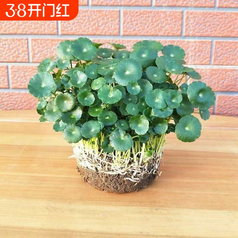 大叶铜钱草招财水培植物金钱草盆栽室内办公桌面庭院水养绿植花卉
