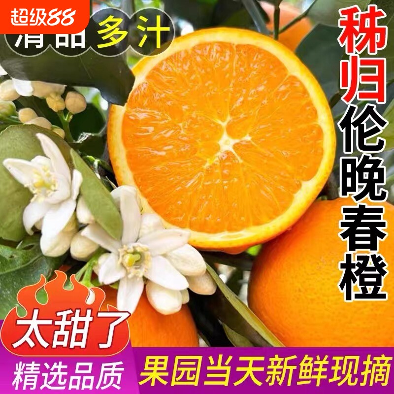 橙子伦晚脐橙湖北秭归新鲜10斤甜春橙榨汁手剥橙当季水果大果现摘图片