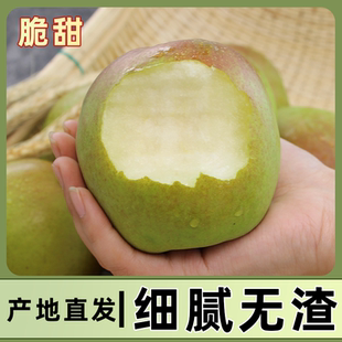 玉露香梨脆嫩爽口蜜香浓郁清甜不腻当季新鲜水果整箱包邮批发