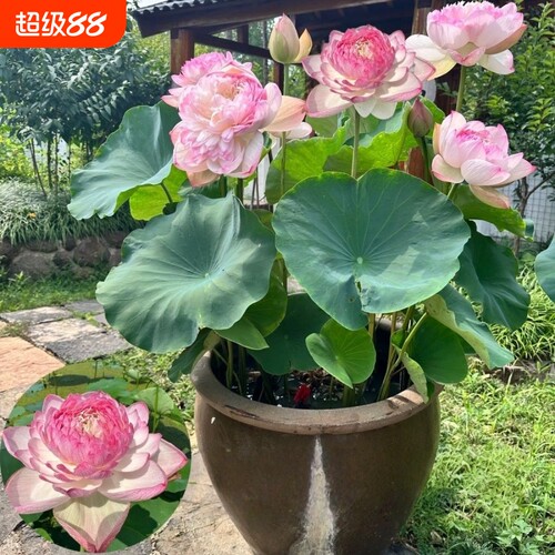 水缸大型重瓣观赏荷花可食用水养莲花四季种植庭院种藕苗阳台水培