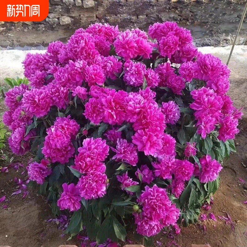 浓香型重瓣大花芍药老桩耐寒南北方种植桌面庭院阳台室内外花卉苗