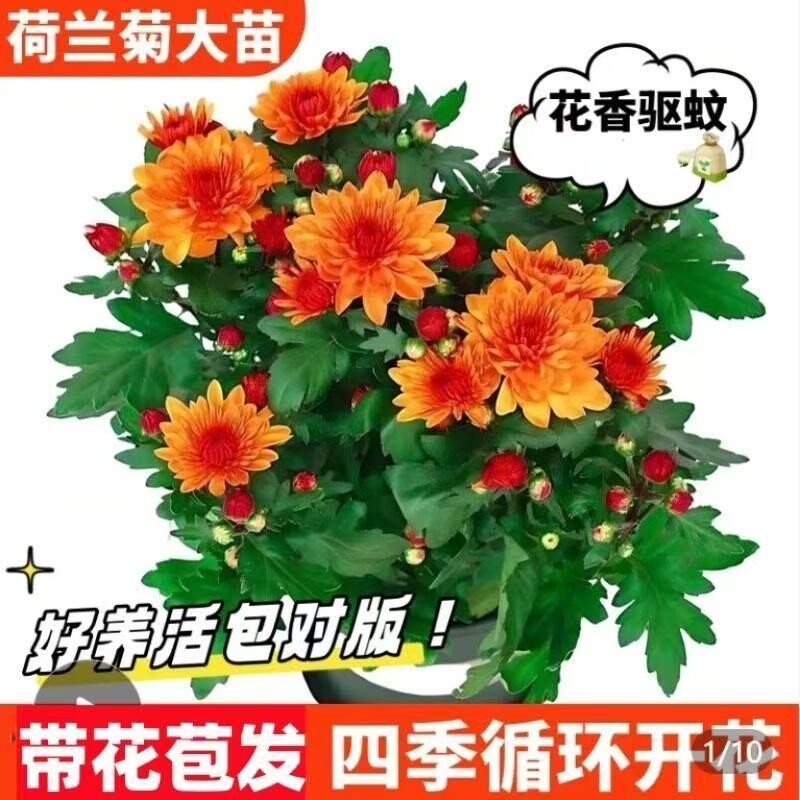新品大苗荷兰菊开花菊花苗月月菊室内外花多年生耐寒耐热植物