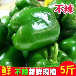 自家圆椒青甜椒彩青椒灯笼椒蔬菜现摘新鲜菜椒太空椒产地直发不辣