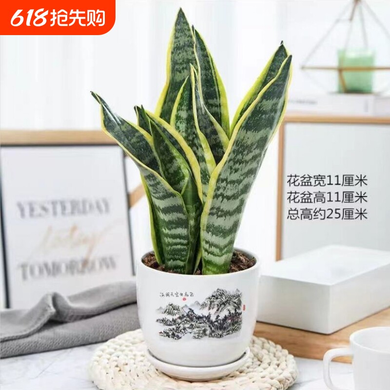 金边虎皮兰四季多肉植物好养活室内绿植盆栽虎尾客厅精品阳台陶瓷