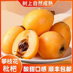 【顺丰发货】四川米易枇杷酸甜口感的攀枝花早春枇杷产地现摘发货