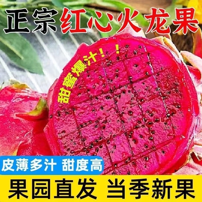正宗红心火龙果新鲜当季软心红肉水果现摘现发果园直发新鲜水果